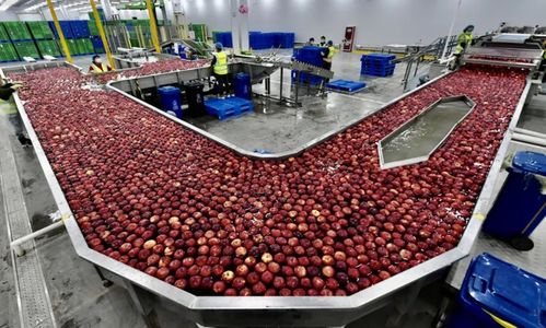 阿里 京東 拼多多的 農業戰爭